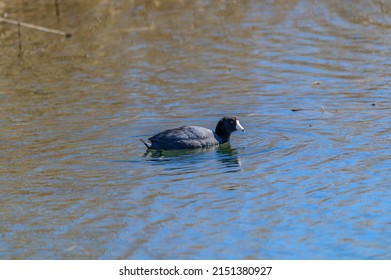 An American Coot swims in a marsh on Harsen's Island, Clay Township, Michigan.