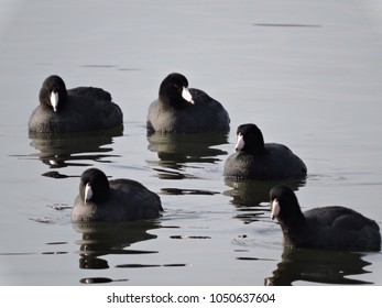 American Coots Traveling Together In Green Lane Reservoir In Montgomery County, PA