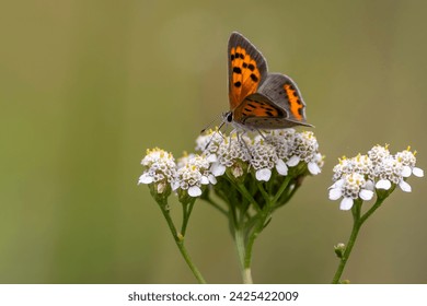 American Copper Butterfly on tiny white blossoms