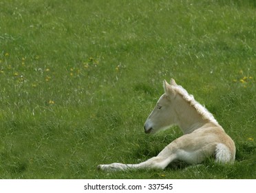 American Cream Draft Horse Colt