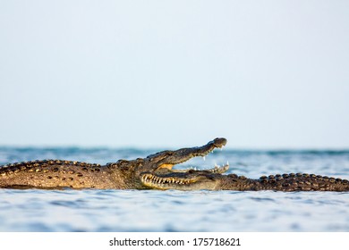 American Crocodile