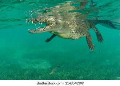 American Crocodile (Crocodylus Acutus) Jardines De La Reina, Cuba