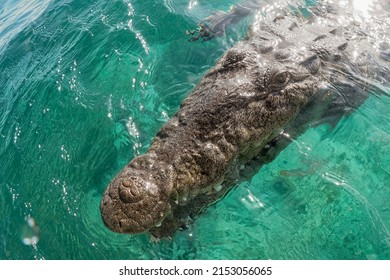 American Crocodile (Crocodylus Acutus) Jardines De La Reina, Cuba