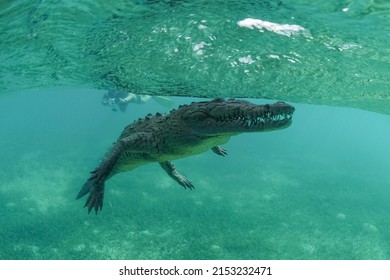 American Crocodile (Crocodylus Acutus) Jardines De La Reina, Cuba