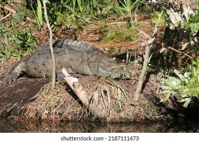 American Crocodile (Crocodylus Acutus) At A Local Zoo