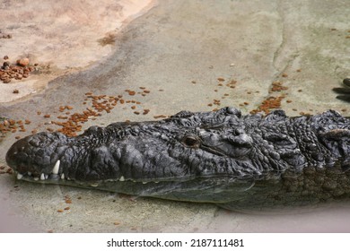 American Crocodile (Crocodylus Acutus) At A Local Zoo