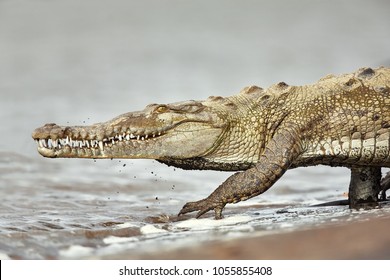 American crocodile (Crocodylus acutus) returns back to the Tarcoles River. Dangerous animal.