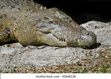 American Crocodile (Crocodylus Acutus) Sleeping On The Hot Sand In St. Augustine Alligator Farm Zoological Park