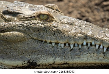 American Crocodile Showing Its Big White Teeth. 