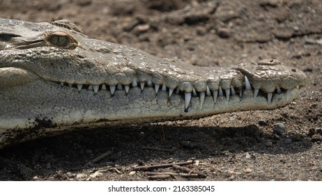 American Crocodile Showing Its Big White Teeth. 