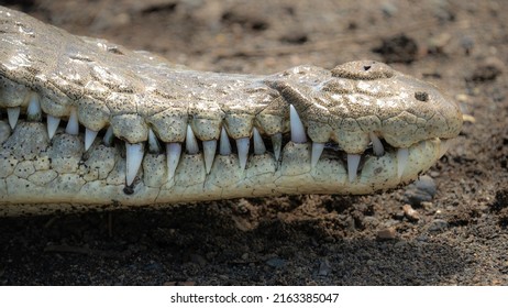 American Crocodile Showing Its Big White Teeth. 