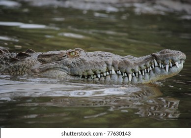 American Crocodile Swimming