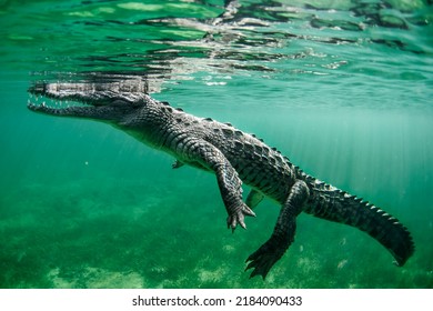 American crocodile swimming around the magrove forest of The Jardines De La Reina, Cuba