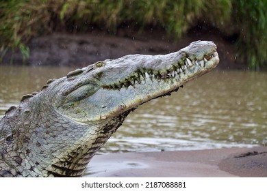 American Crocodile, Tarcoles River, Costa Rica