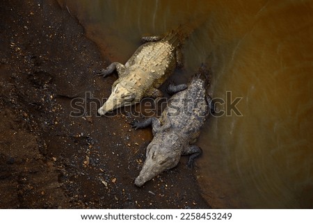 American crocodiles, Crocodylus acutus, animals in the river. Wildlife scene from nature. Crocodiles from river Tarcoles, Costa Rica. Dangerous animals in the mud river water bank.