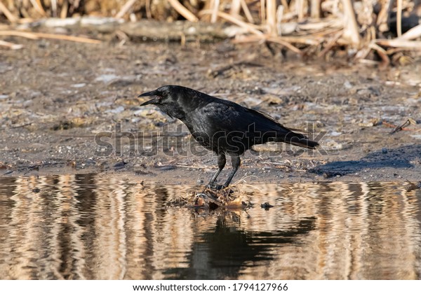 An American Crow calls\
out while standing on a small pile of dry leafy debris protruding\
from the water.