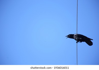 1,864 Crow Cawing Stock Photos, Images & Photography | Shutterstock