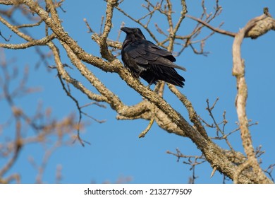 American Crow Common Crow Over Much Stock Photo 2132779509 | Shutterstock