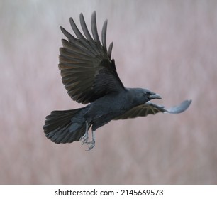 American crow is the common crow over much of the U.S. and Canada.