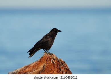 American crow is the common crow over much of the U.S. and Canada. Most easily identified by voice, a familiar “caw,” often repeated. Common in any open habitats, including fields, open woodlands