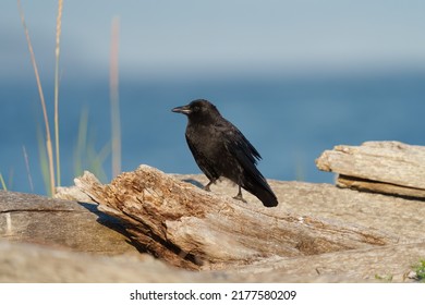 American Crow Is The Common Crow Over Much Of The U.S. And Canada. Most Easily Identified By Voice, A Familiar “caw,” Often Repeated.