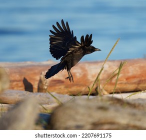 American Crow Is The Common Crow Over Much Of The U.S. And Canada. Most Easily Identified By Voice, A Familiar “caw,” Often Repeated.