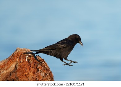 American Crow Is The Common Crow Over Much Of The U.S. And Canada. Most Easily Identified By Voice, A Familiar “caw,” Often Repeated. 