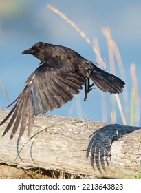 American Crow Is The Common Crow Over Much Of The U.S. And Canada. Most Easily Identified By Voice, A Familiar “caw,” Often Repeated.