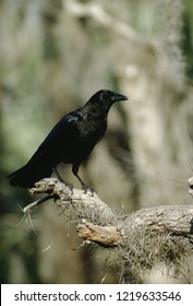 American Crow (Corvus Brachyrhynchos)