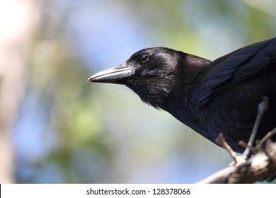 American Crow (Corvus Brachyrhynchos)