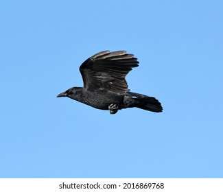 American Crow (Corvus Brachyrhynchos) Bird