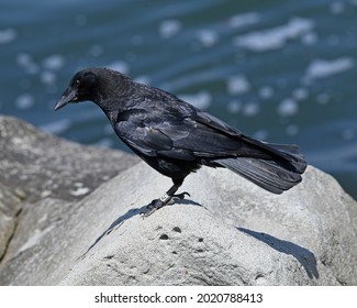 American Crow (Corvus Brachyrhynchos) Bird