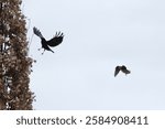 American Crow (Corvus brachyrhynchos) chasing Merlin (Falco columbarius) along Kempenfelt Bay during Winter