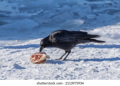 The American crow (Corvus brachyrhynchos) eating the rest of the fish