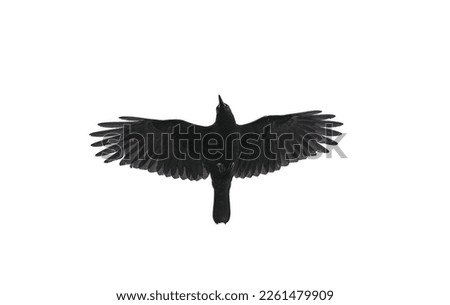 American crow - Corvus brachyrhynchos - flying overhead viewed from below. Wing spread, isolated cutout on white background with copy space
