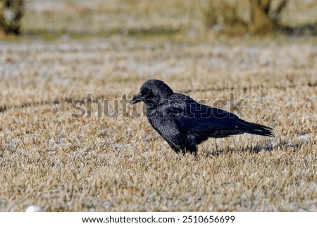 SEE AND BE SEEN Bird Grass