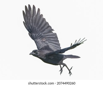 American crow - Corvus brachyrhynchos - shiny iridescence isolated cutout on white background