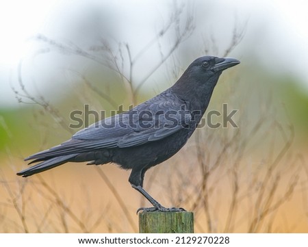 American crow, Corvus brachyrhynchos, shiny blue purple black iridescence isolated cutout on white background. Standing on fence post