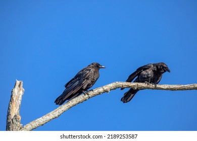 The American crow (Corvus brachyrhynchos) sitting on top of a tree 