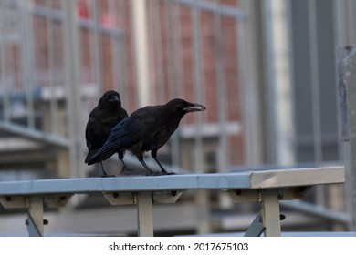 American Crow (Corvus Brachyrhynchos) In Summer