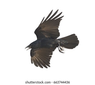 Flying Crow On Clear Sky Stock Photo (Edit Now) 773945629