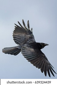 American Crow flying overhead
