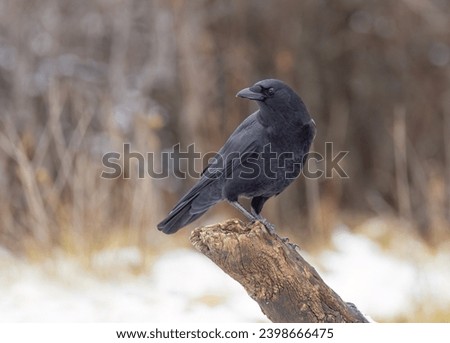 American Crow perched on a branch on a cold winter day in Ottawa, Canada