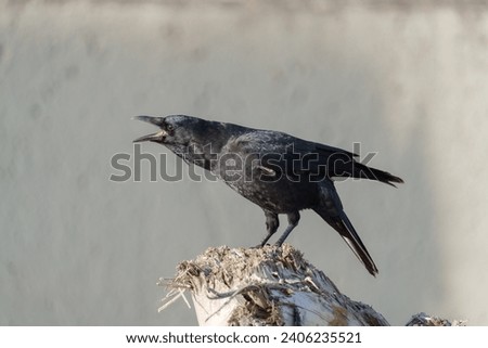 American crow resting at seaside. This is a common crow over much of the U.S. and Canada. Most easily identified by voice. Common in any open habitats, including fields, open woodlands, and cities.