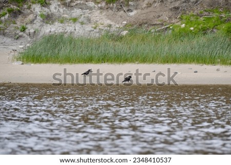 American Crows (Corvus brachyrhynchos) walking on Sawpit Island beach along the Moose River during Summer