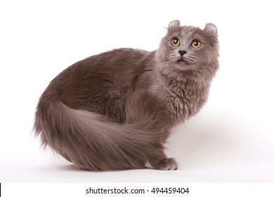 American Curl