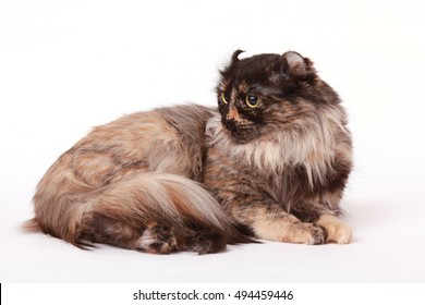 American Curl