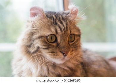 American Curl Cat 