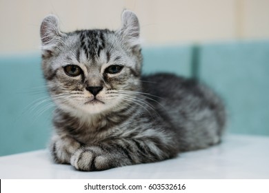 American Curl Cat