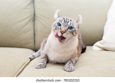 American Curl Cat